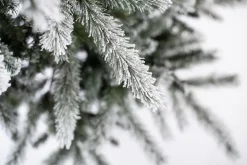 Evergreen Weihnachtsbaum Sherwood Fichte 180 cm