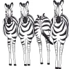 möbel direkt online Wandekoration "Zebrafamilie" schwarz