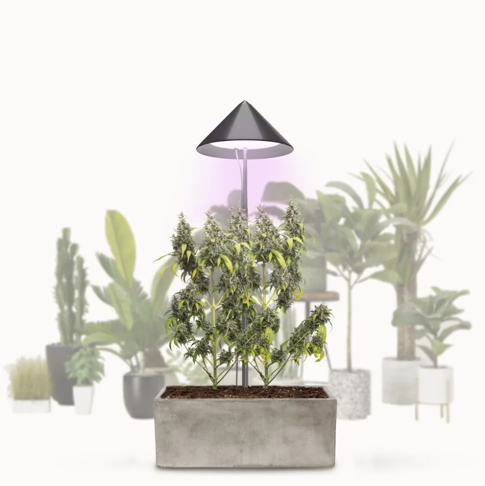 VENSO LED Pflanzenlampe Vollspektrum CANNA SUNLiTE, 30W Parus Grow Light, Ausziehbarer Teleskopstab bis 170cm, Ideal für 1-2 Cannabis Pflanzen, Indoor Anzucht, 4000K, IP54, EU-Stecker